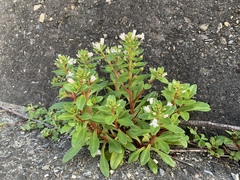 Lysimachia mauritiana