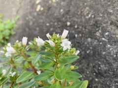 Lysimachia mauritiana