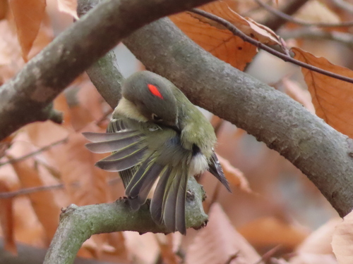 Ruby-crowned Kinglet photographed in Maryland