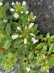 Lysimachia mauritiana