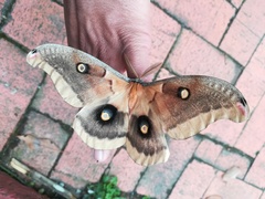 Antheraea oculea