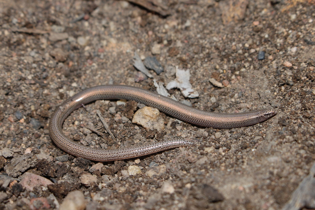 Two-Toed Fine-Lined Slider