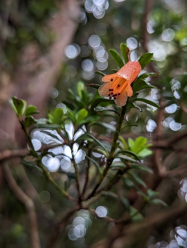 Rhododendron cuneifolium