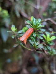 Rhododendron cuneifolium, photograph (c) My-Lan Le, some rights reserved (CC BY)