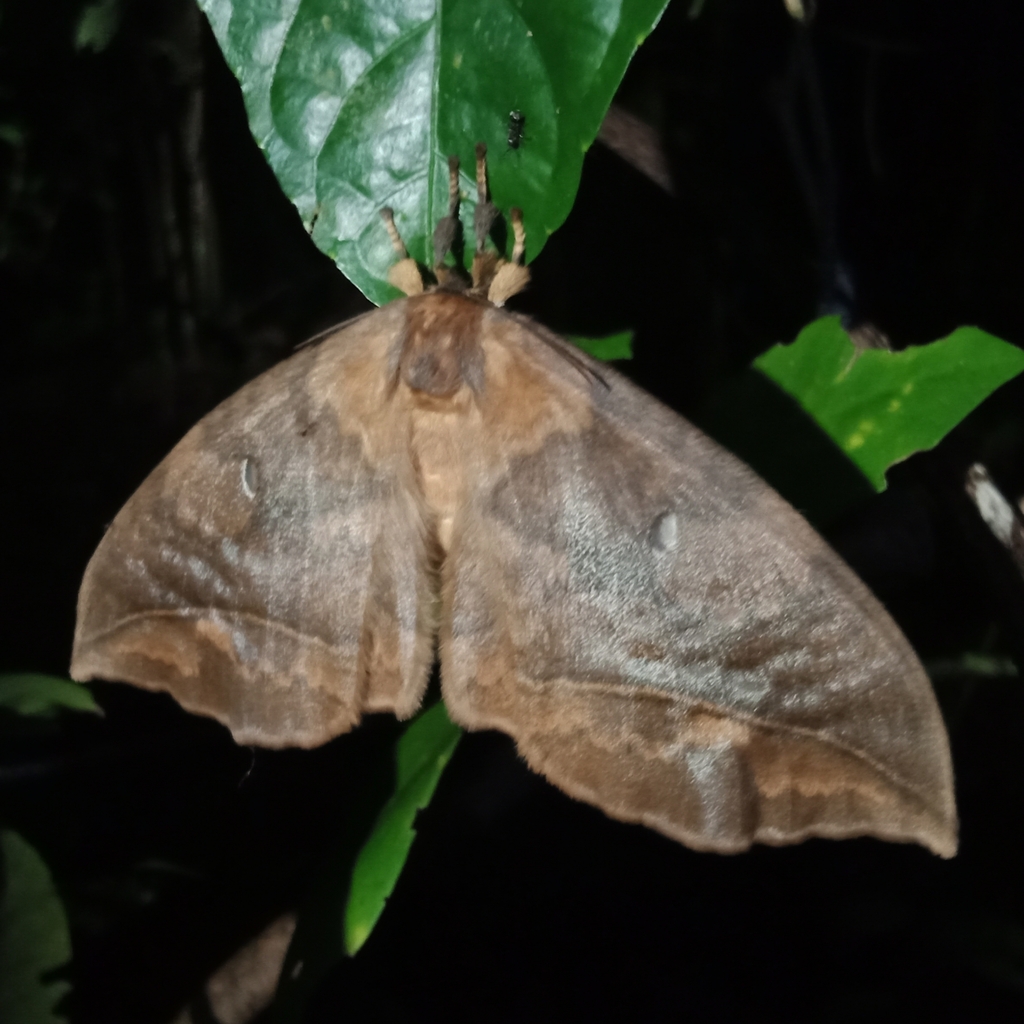 Pseudoganisa gonioptera