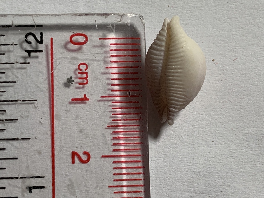 Chick-pea cowrie