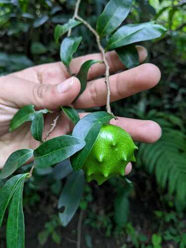 Annona globiflora observed 2023-12-23