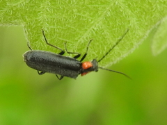Rhagonycha lineola