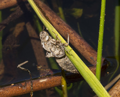 Rhionaeschna californica
