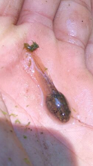 Leptodactylus albilabris