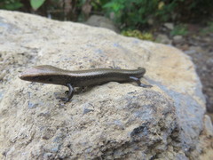 Chalcides coeruleopunctatus