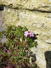 Geranium robertianum