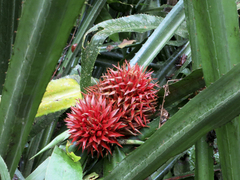 Aechmea magdalenae image