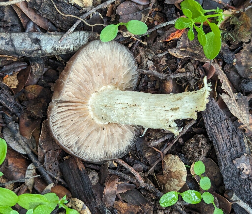 Entoloma sp. 'CA37'