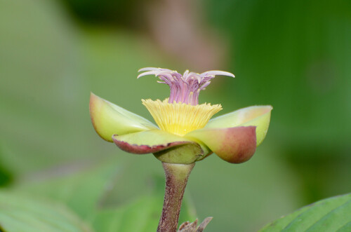 Dillenia excelsa (Dillenia excelsa)