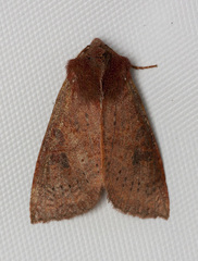 Orthosia transparens