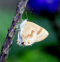 Rubroserrata ecbatana