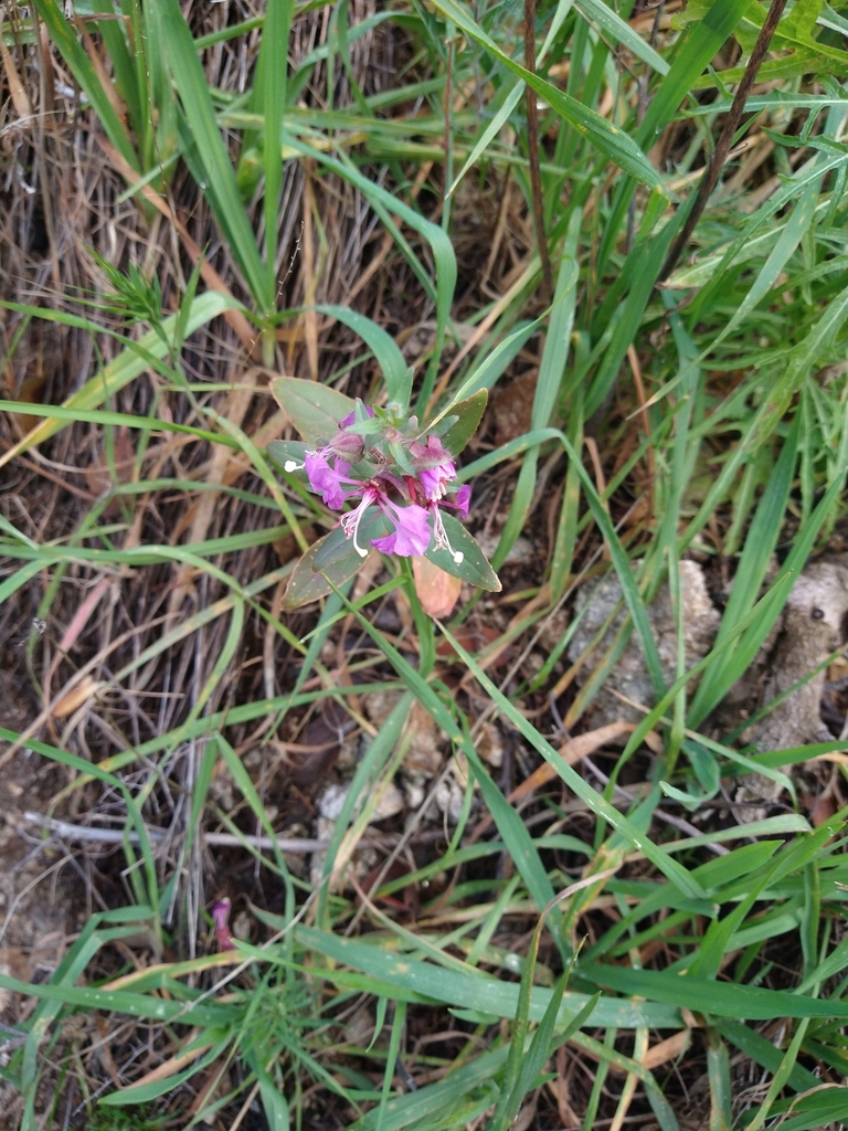 Clarkia unguiculata, Green Valley, CA 91390, USA