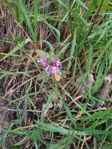 Clarkia unguiculata