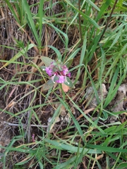 Clarkia unguiculata