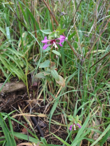 Clarkia unguiculata