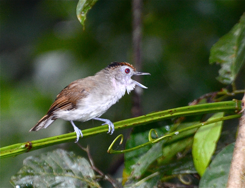 Rufous-crowned Babbler (Malacopteron magnum), photo 3