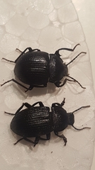 Accanthopus velikensis
