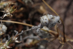 Stylocline gnaphaloides