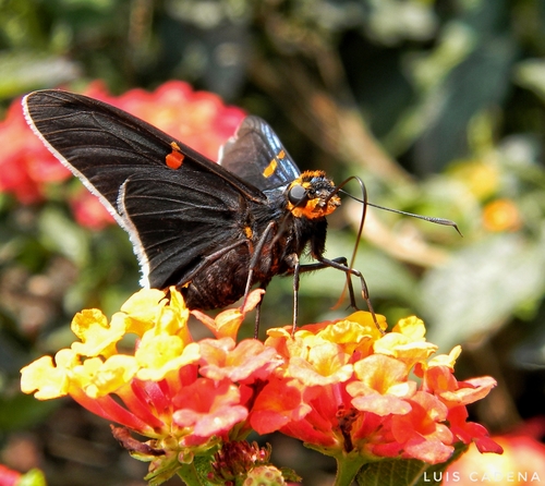 Guava Skipper