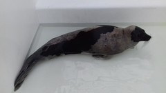 Pagophilus groenlandicus