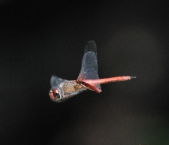 Tramea abdominalis