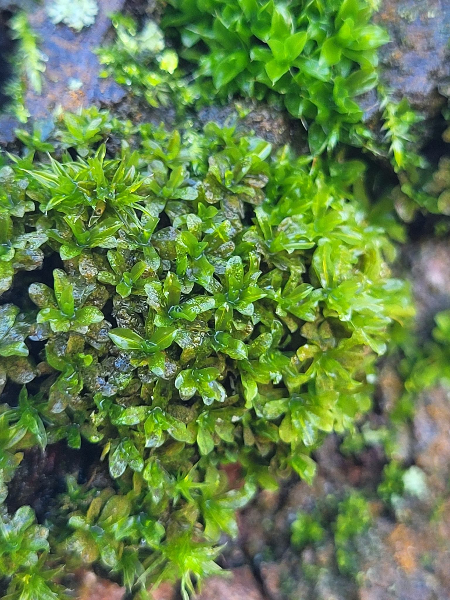 Syntrichia latifolia