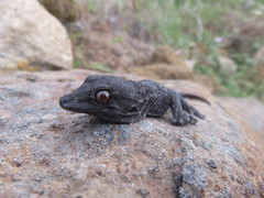 Tarentola gomerensis