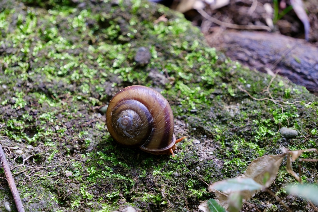Nesiohelix irrediviva