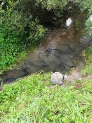 Anguilla dieffenbachii