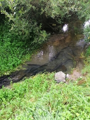 Anguilla dieffenbachii