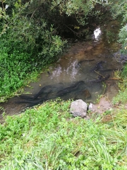 Anguilla dieffenbachii