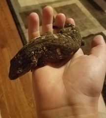 Rhacodactylus leachianus