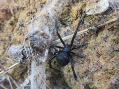 Latrodectus tredecimguttatus