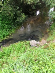 Anguilla dieffenbachii