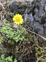 Crocidium multicaule