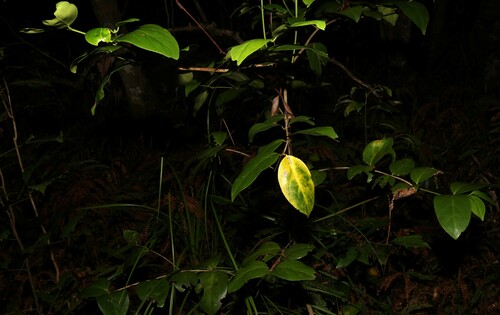 Image of Psydrax lamprophyllus by (c) Greg Tasney, some rights reserved (CC BY-SA)