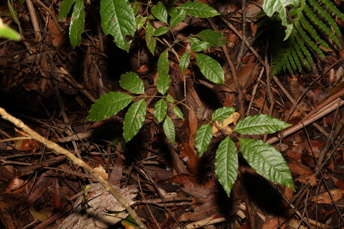 Image of Ackama paniculosa by (c) Greg Tasney, some rights reserved (CC BY-SA)