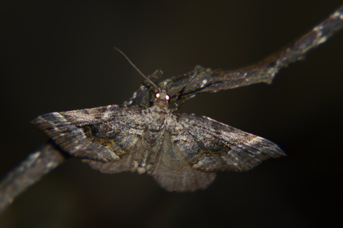 Nebula dubia