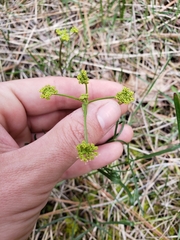 Lomatium marginatum marginatum