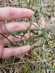Lomatium marginatum marginatum