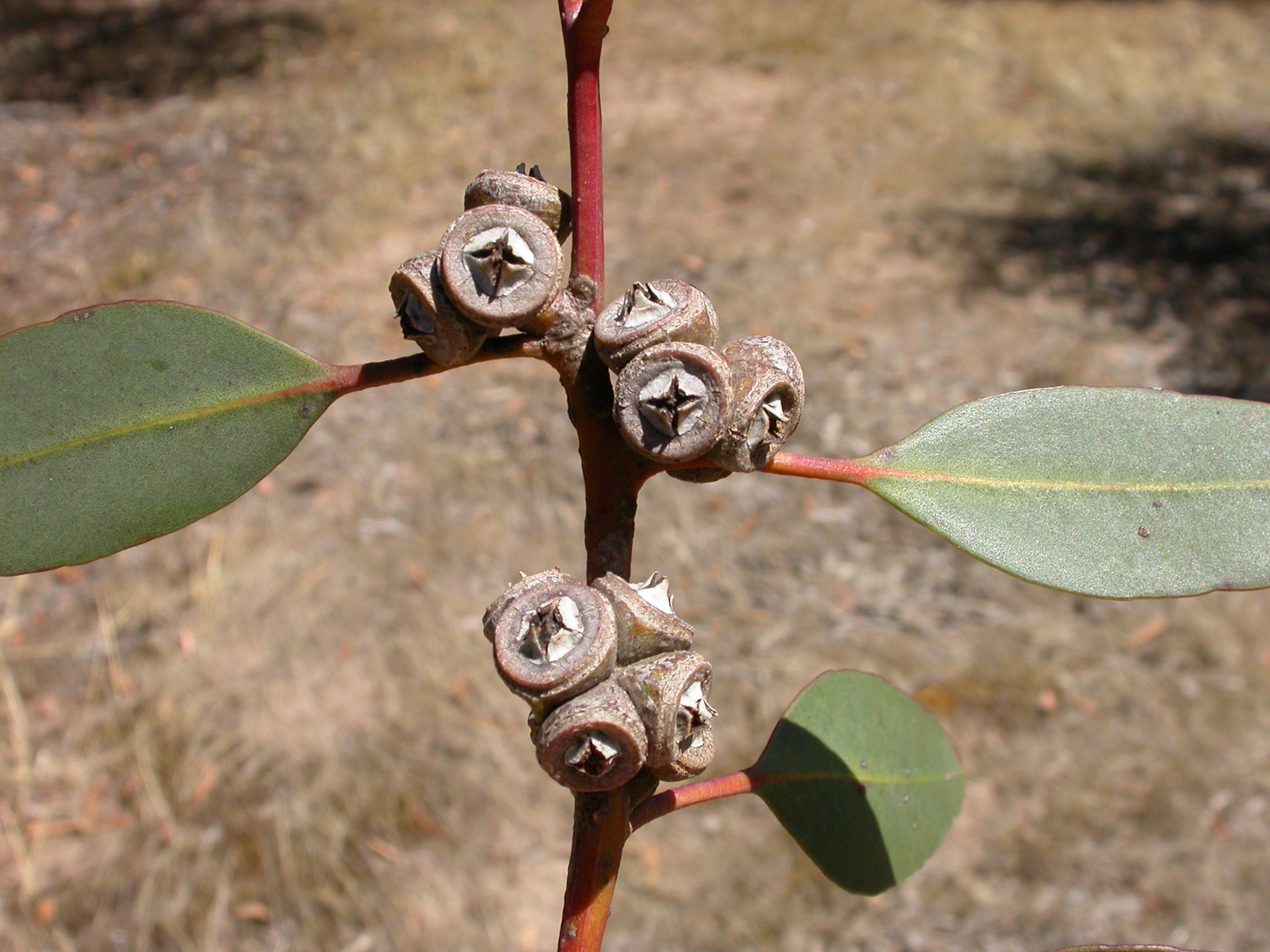 Eucalyptus conglobata