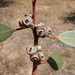 Eucalyptus conglobata - Photo (c) Dean Nicolle, some rights reserved (CC BY-NC), uploaded by Dean Nicolle