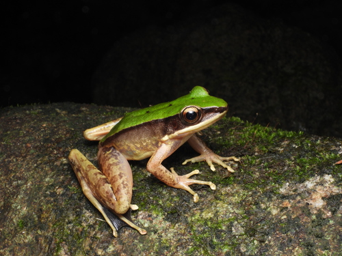 Odorrana livida observed 2023-12-23