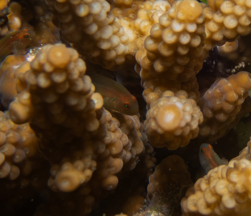 Gobiodon rivulatus observed 2023-12-23
